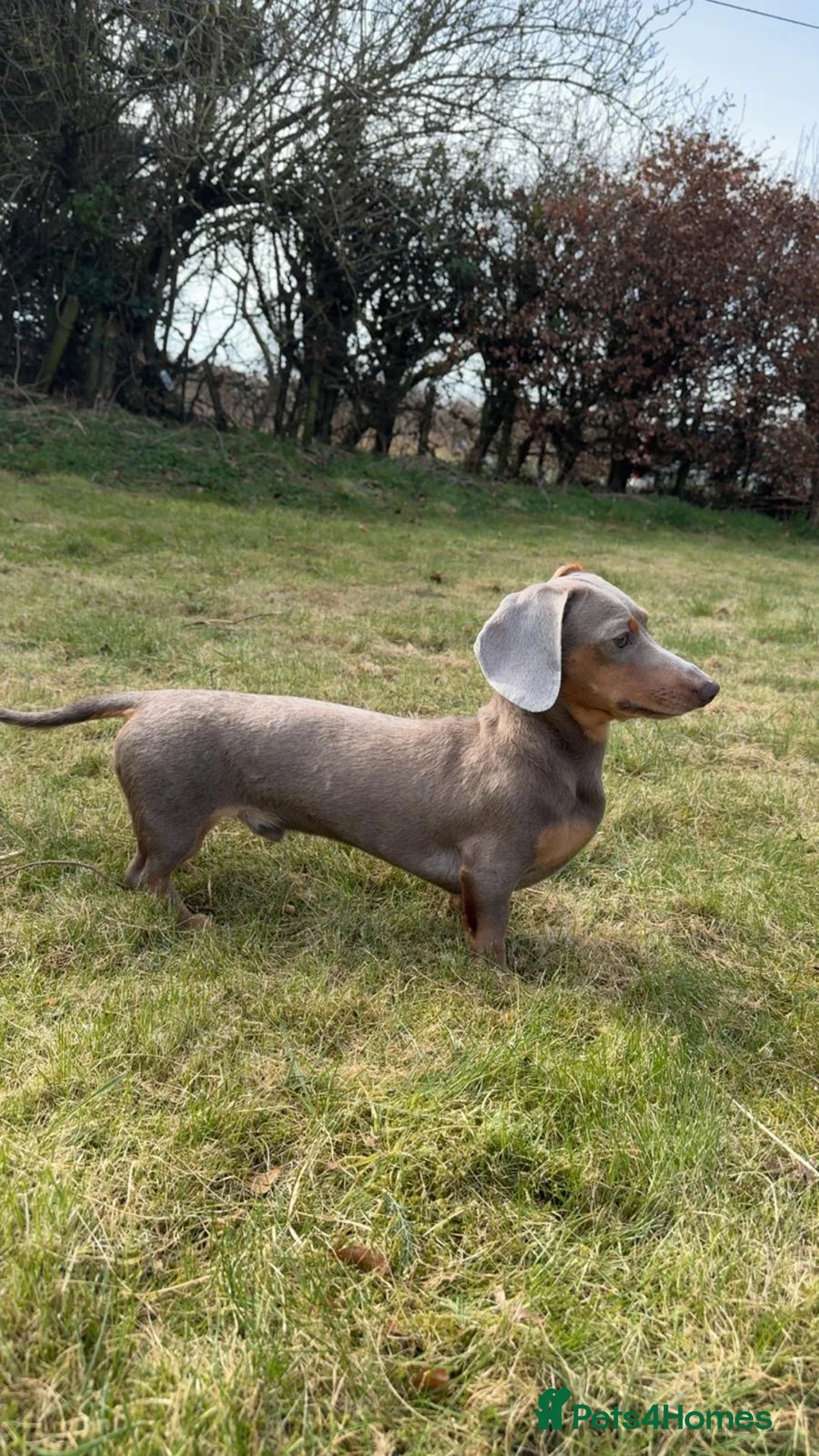 Miniature Dachshund dogs for stud: Isabella & Tan Miniature Dachshund for stud - Advert 2