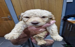 Labradoodle dogs for sale: Large standard labradoodles - Image 5