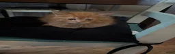 Mixed Breed cats for sale: Maine coon x Ragdoll in Taunton - Advert 5