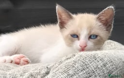 Snowshoe cats for sale: Stunning pedigree Snowshoe kittens  - Image 22