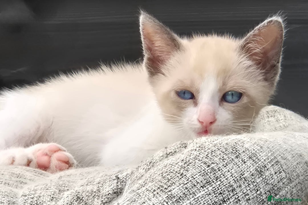Snowshoe cats for sale: Stunning pedigree Snowshoe kittens  - Image 22