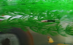 Platies fish for sale: Platie babys - Image 2