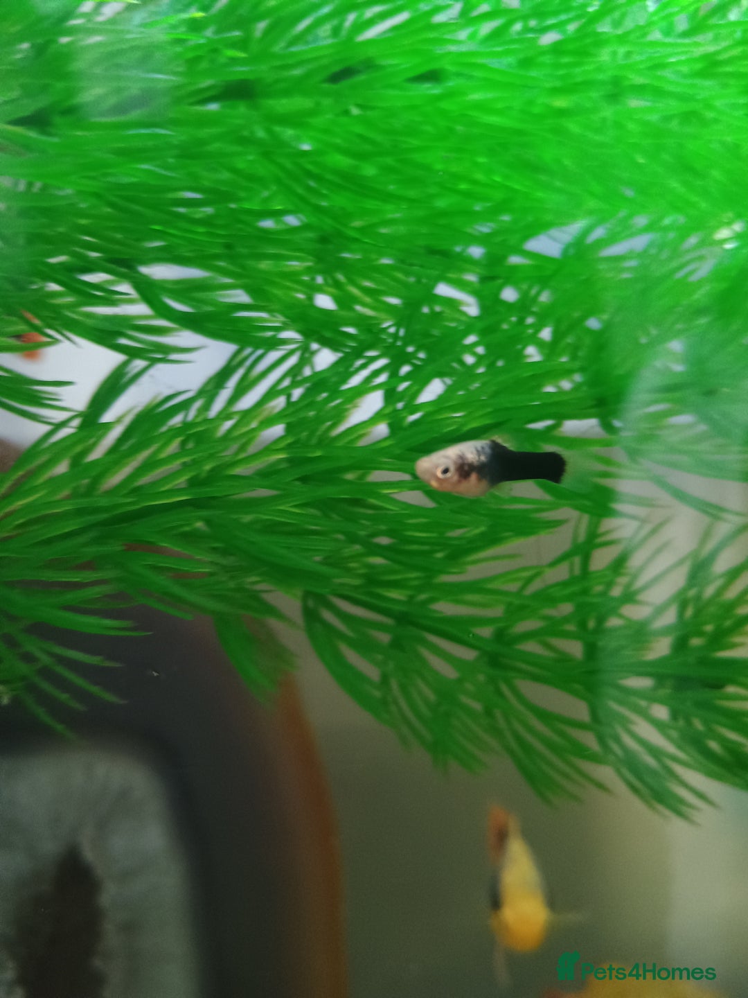 Platies fish for sale: Platie babys - Image 2