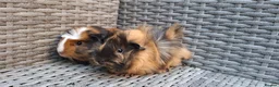 Guinea Pig rodents for sale: Two baby male guinea pigs - Advert 1