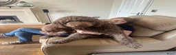 Labradoodle dogs for sale: Multi generation chocolate labradoodle puppies  - Advert 19