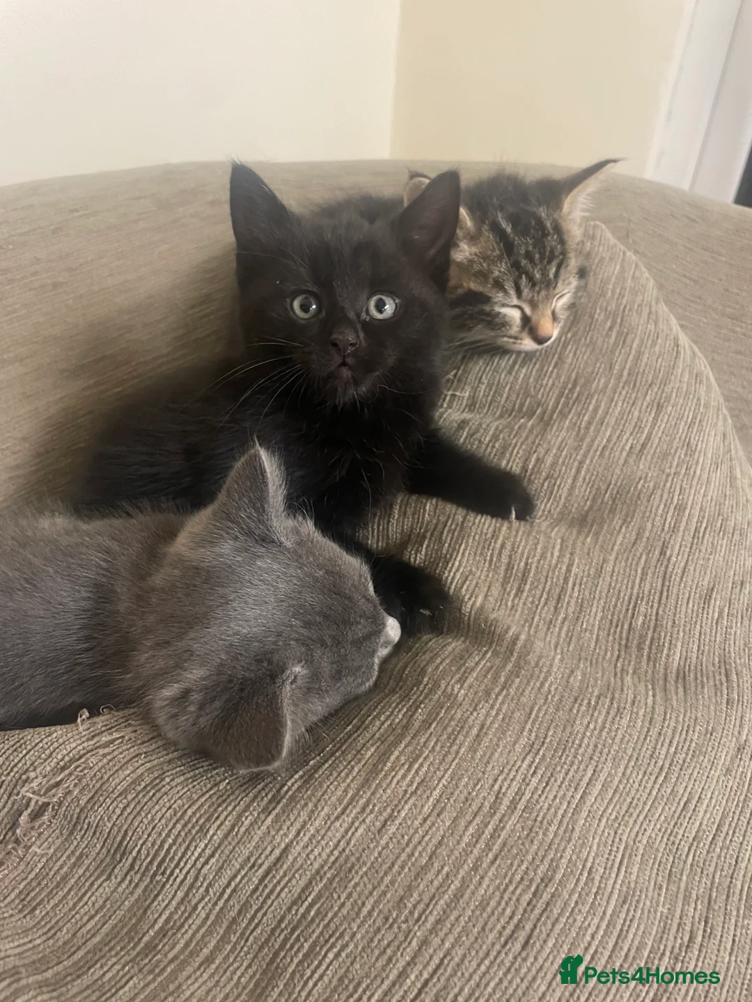 Mixed Breed cats for sale: 2 Tabby Kittens and 1 Black kitten for sale in Guildford - Advert 4