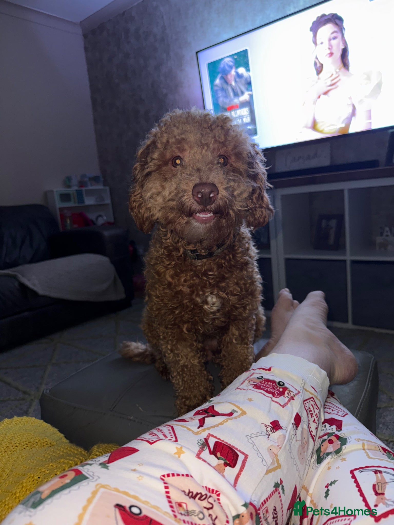 Cockapoo dogs Apricot Cockapoo for stud  - Advert 2