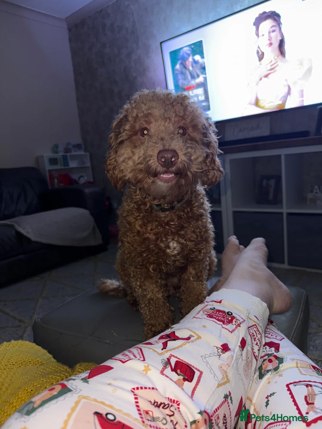 Cockapoo dogs for stud: Apricot Cockapoo for stud  - Advert 1