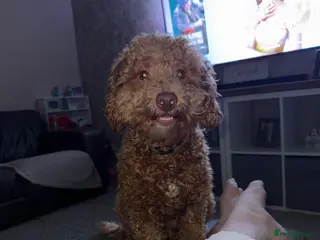 Cockapoo dogs Apricot Cockapoo for stud - Advert 2