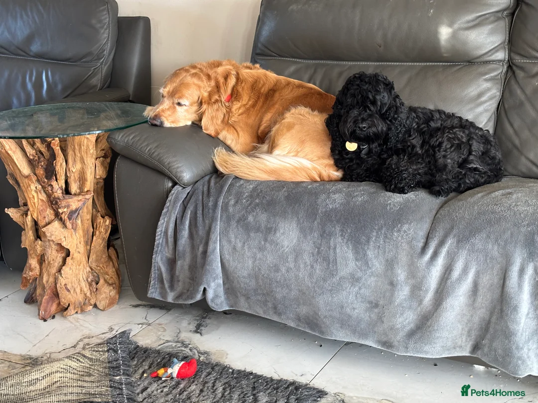 Golden Retriever dogs for sale: 2 girls going together  - Advert 9