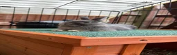 Netherland Dwarf rabbits for sale: Netherland dwarf brothers  in Montgomery - Advert 2