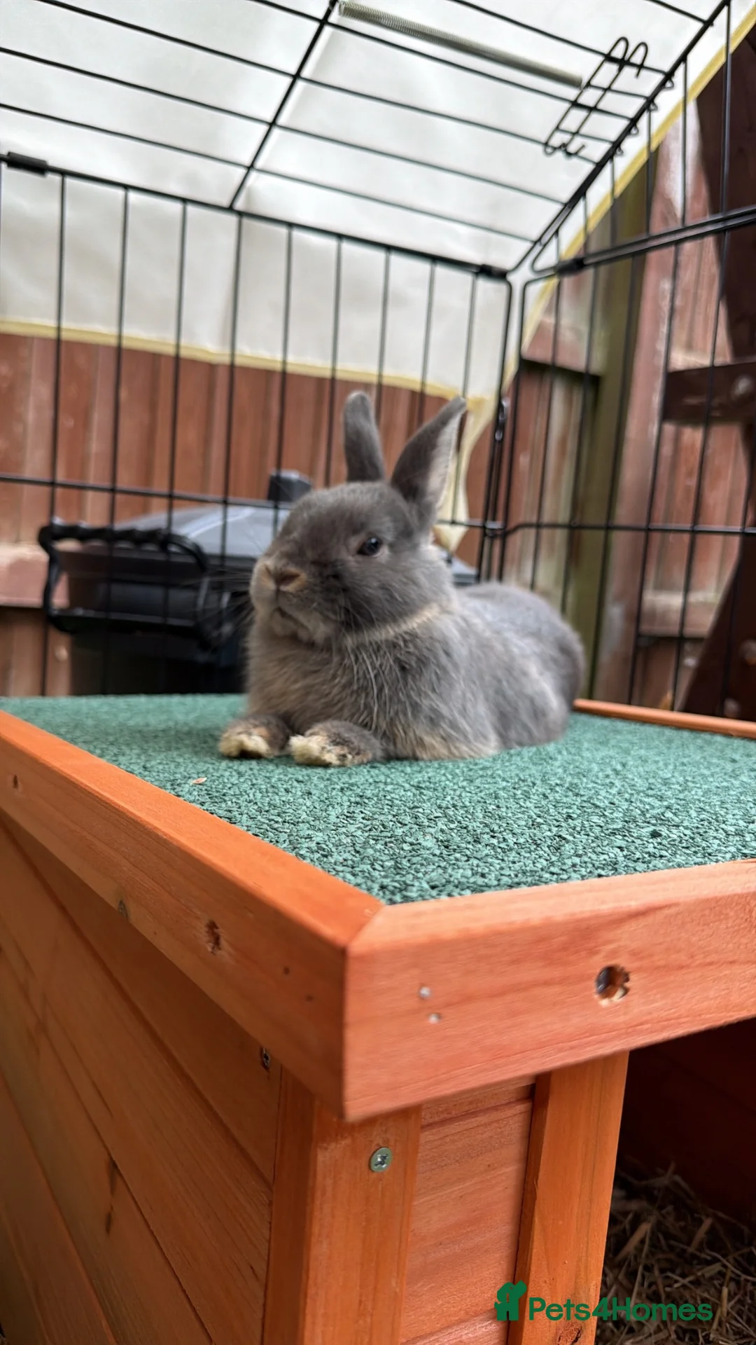 Netherland Dwarf rabbits for sale: Netherland dwarf brothers  in Montgomery - Advert 2