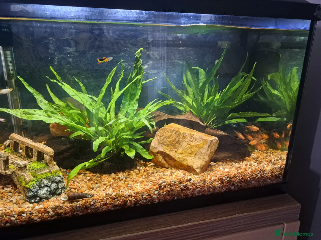 Tetras fish for sale: Serpae tetra  - Advert 4