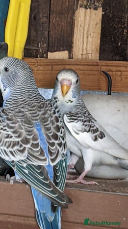 Budgerigars birds - Advert 16
