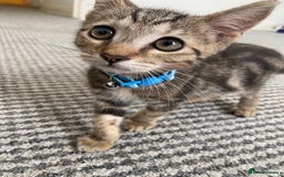 Bengal cats for sale: Sweet Baby Kitten + Free Bed & free litter box - Image 1