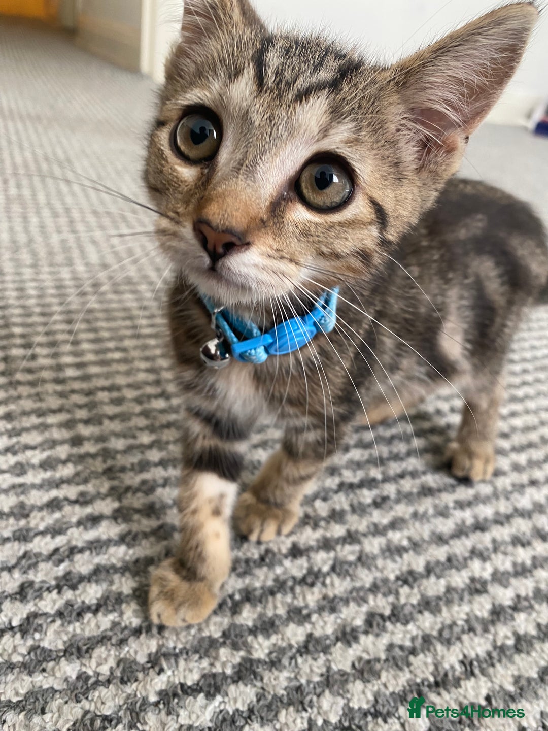 Bengal cats for sale: Sweet Baby Kitten + Free Bed & free litter box - Image 1