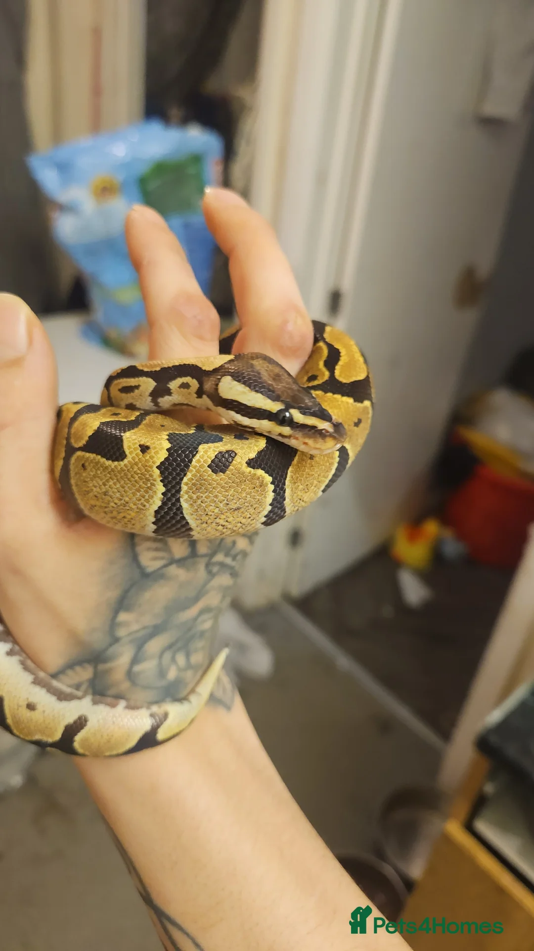 Python Snake reptiles for sale: Fire het desert ghost royal python with full setup - Advert 1