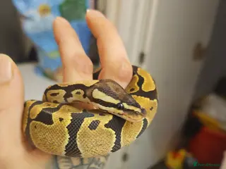 Python Snake reptiles Fire het desert ghost royal python with full setup - Advert 1