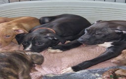 Mixed Breed dogs for sale: Presa/American Johnson bulldog - Image 14