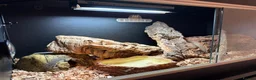 Python Snake reptiles for sale: Ball python with full set up - Advert 7