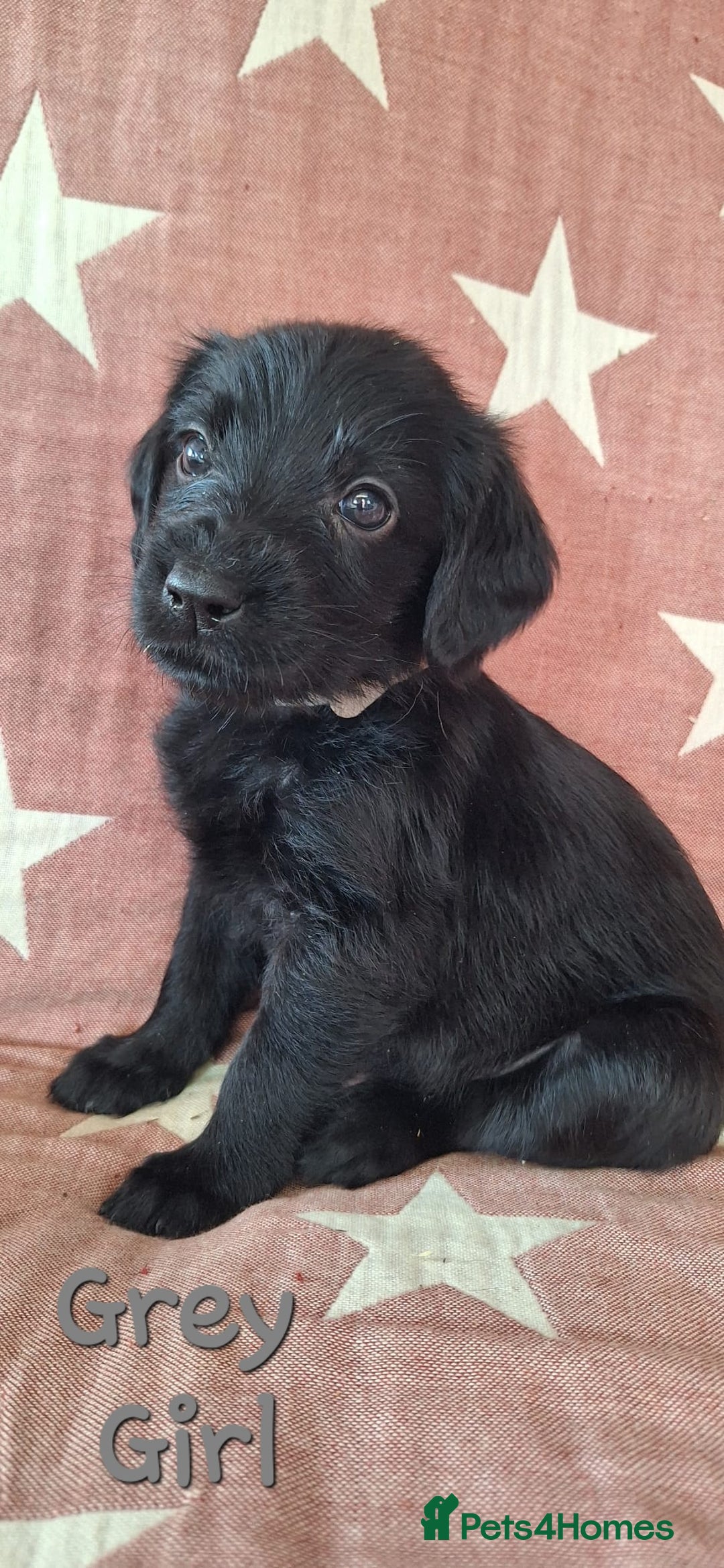 Australian Labradoodle dogs for sale: Miniture labradoodle puppies available  - Image 7