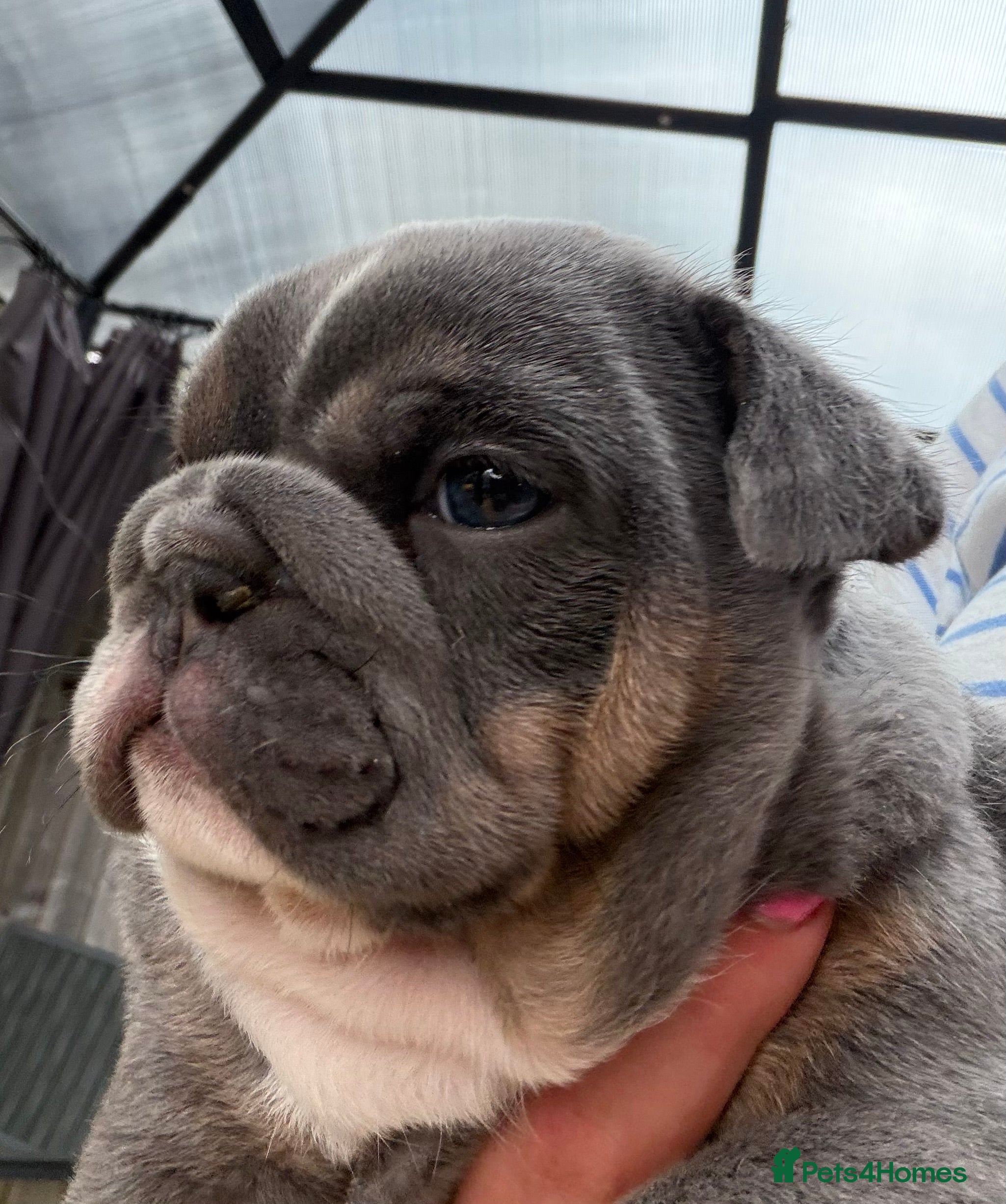 English Bulldog dogs Kc reg Incredible litter health tested Parents  - Advert 2