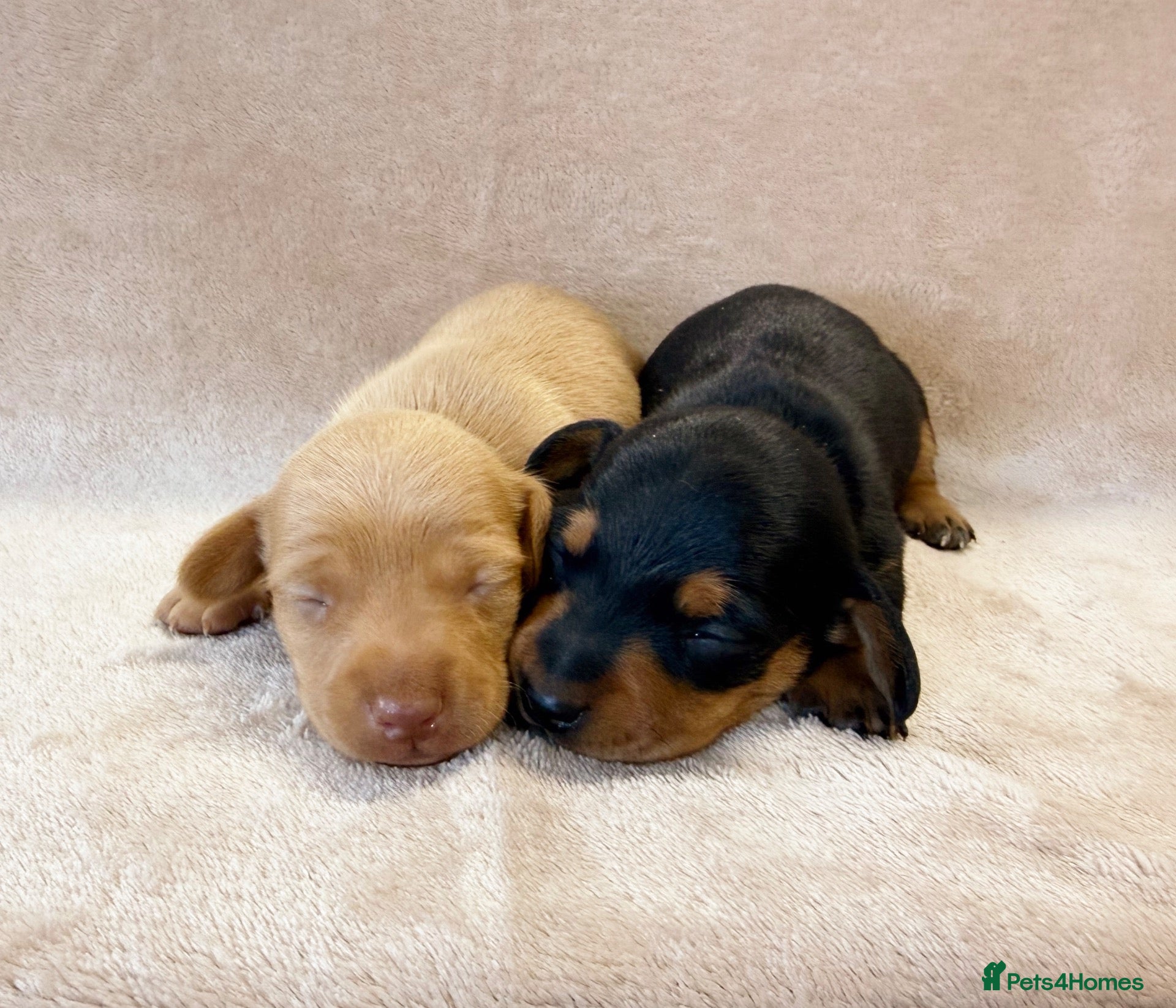 Miniature Dachshund dogs Kc registered Miniature Dachshund’s  - Advert 8