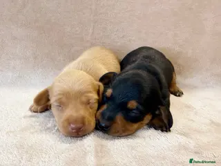 Miniature Dachshund dogs Kc registered Miniature Dachshund’s - Advert 1