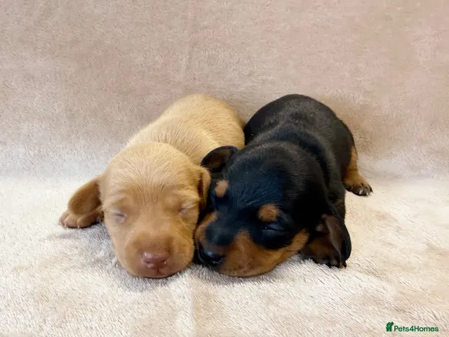 Miniature Dachshund dogs Kc registered Miniature Dachshund’s - Advert 16