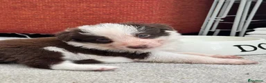 Border Collie 1