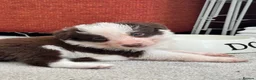 Border Collie dogs for sale: 6 amazing Border Collie puppies for sale in Darlington - Advert 17