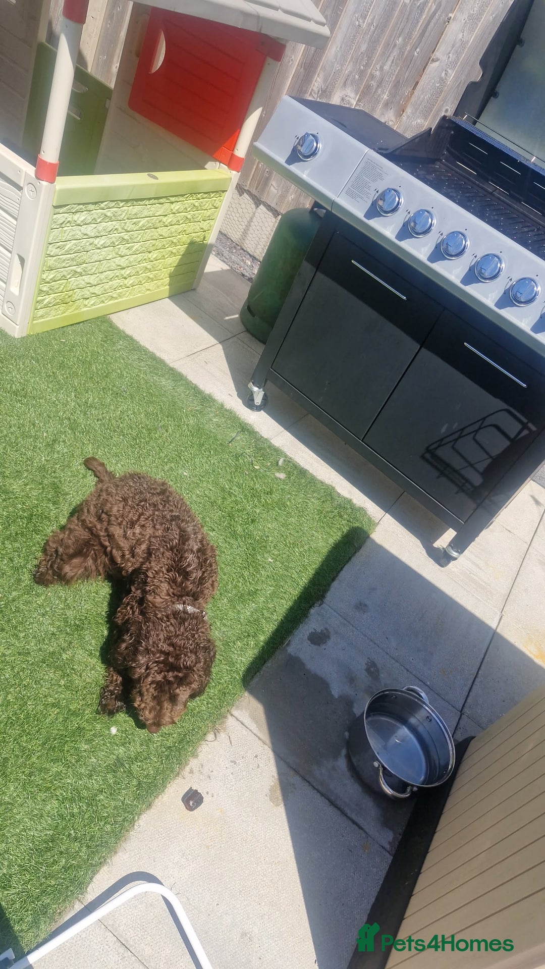 Cockapoo dogs for sale: 20 month old neutered cockapoo - Advert 3