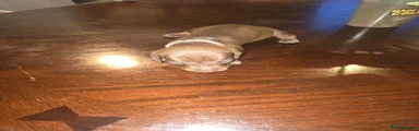 Dachshund 6