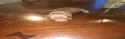 Dachshund dogs for sale: Dachshund puppies  - Advert 17