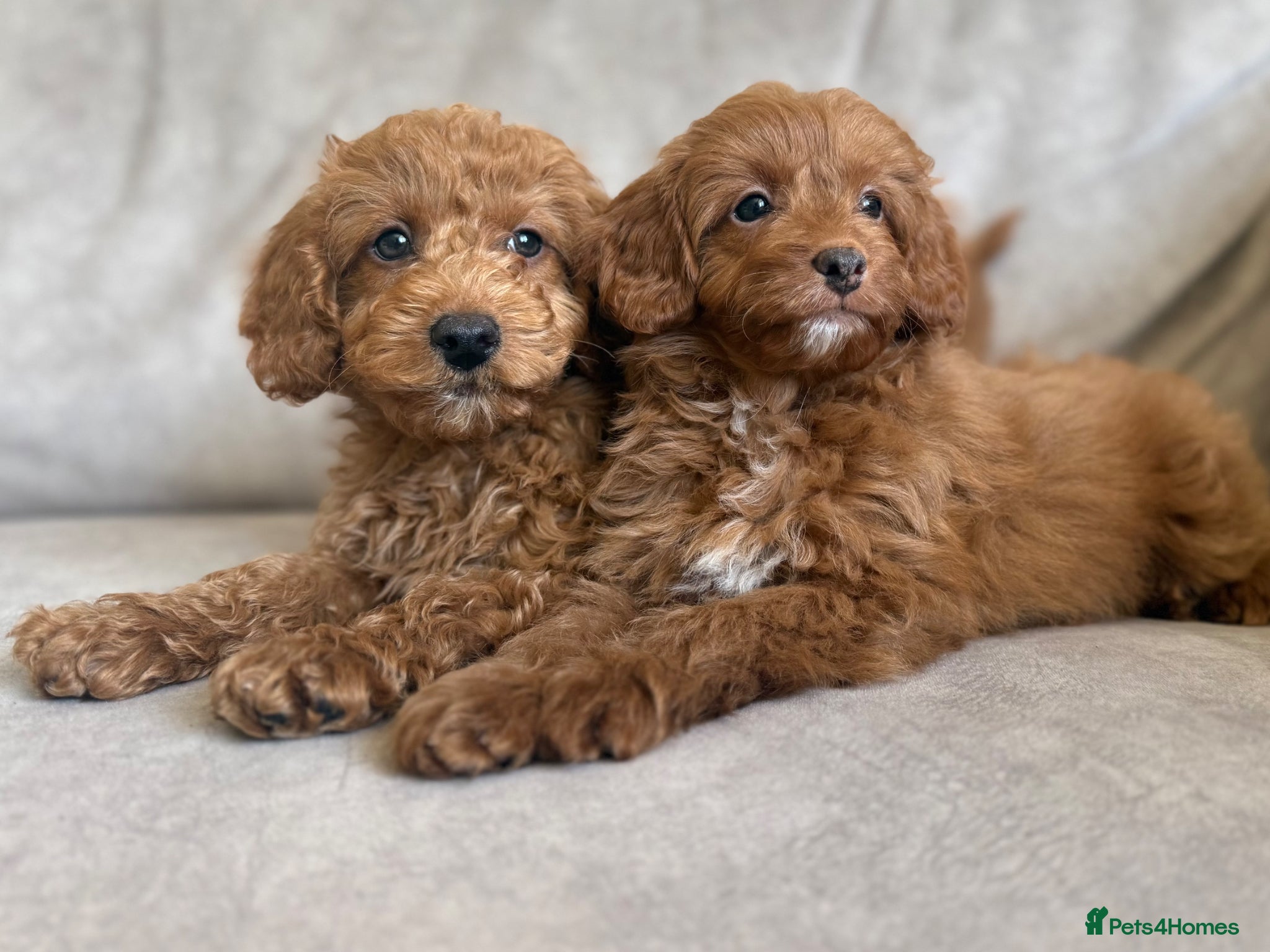 Cavapoo dogs Extensively health tested fox red Cavapoo puppy’s  - Advert 1