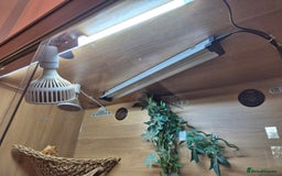 Dragon reptiles for sale: Bearded dragon with full set up - Image 3