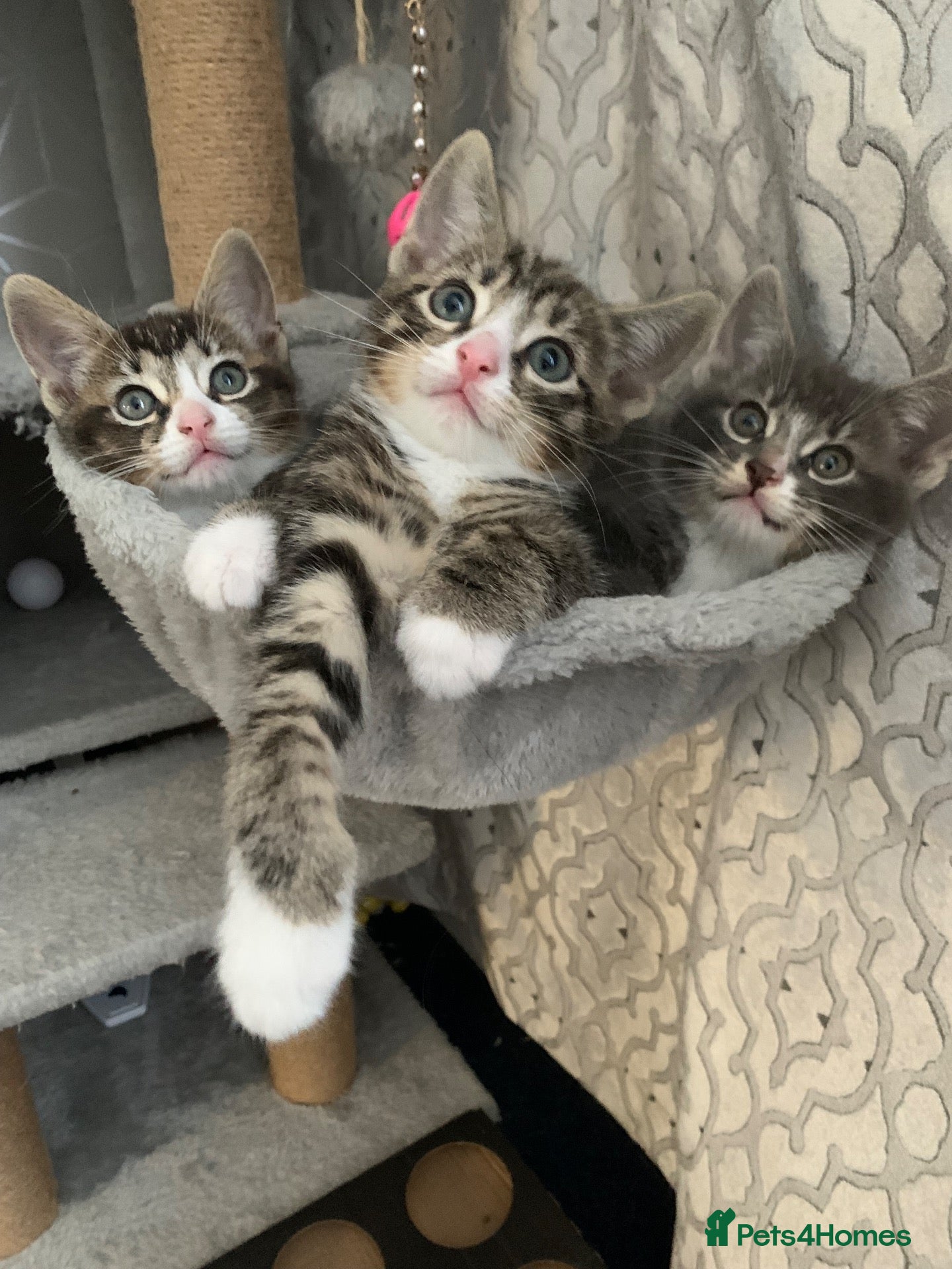Mixed Breed cats Beautiful kittens looking for loving home - Advert 1