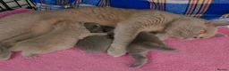 British Shorthair cats for sale: British Shorthair Kittens | Champion Lines - Advert 3