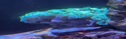 Other/Mixed Breed fish for sale: Marine fish  - Advert 10