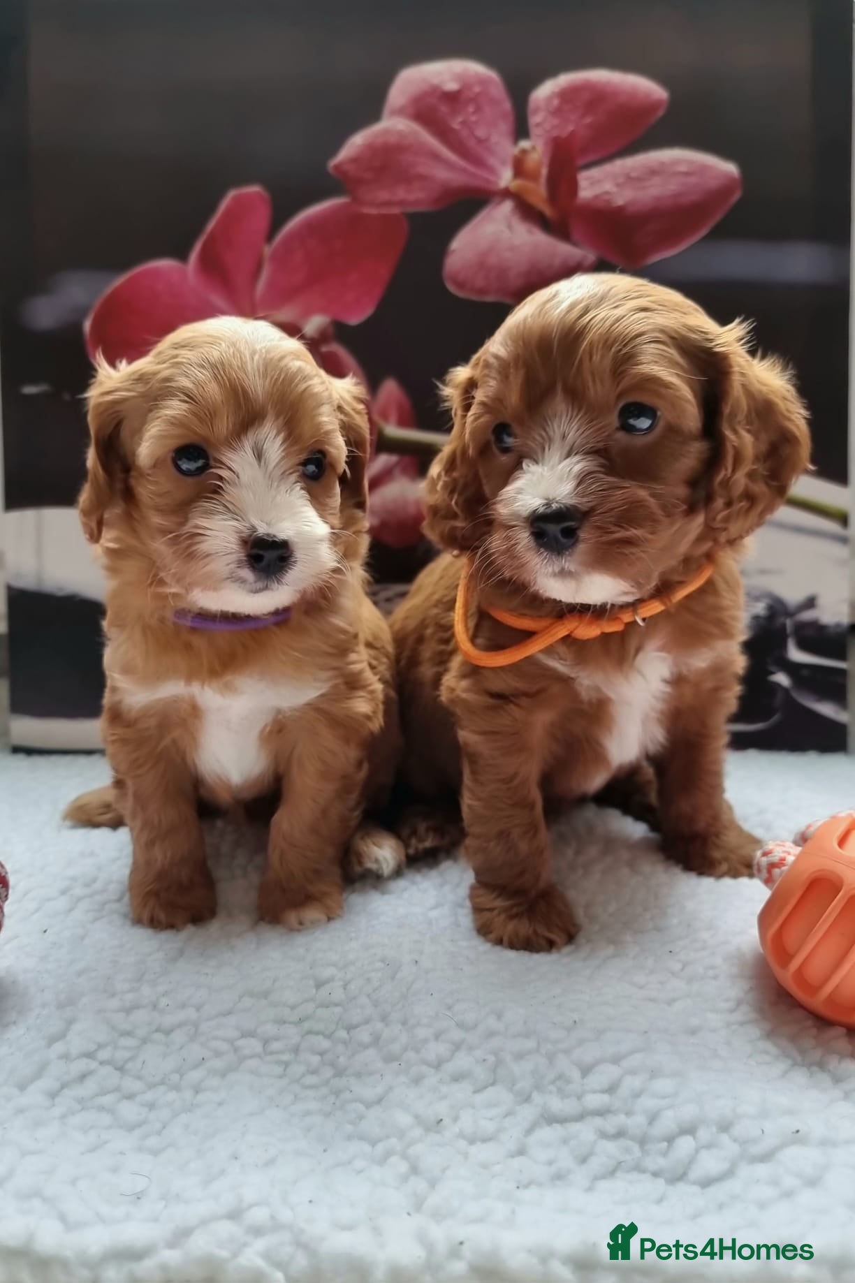 Cavapoo dogs  Cavapoo F1 puppies,DNA tested parents - Advert 14