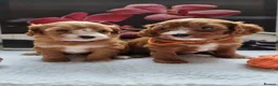 Cavapoo dogs for sale:  Cavapoo F1 puppies,DNA tested parents - Advert 8