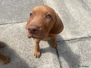 Hungarian Vizsla dogs KC Reg HV Pups, COI 1.3% ,Hip Scored, Ready Now - Advert 1