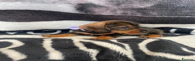 Dachshund 5