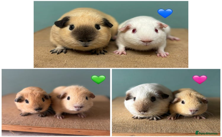 Guinea Pig rodents - Advert 1