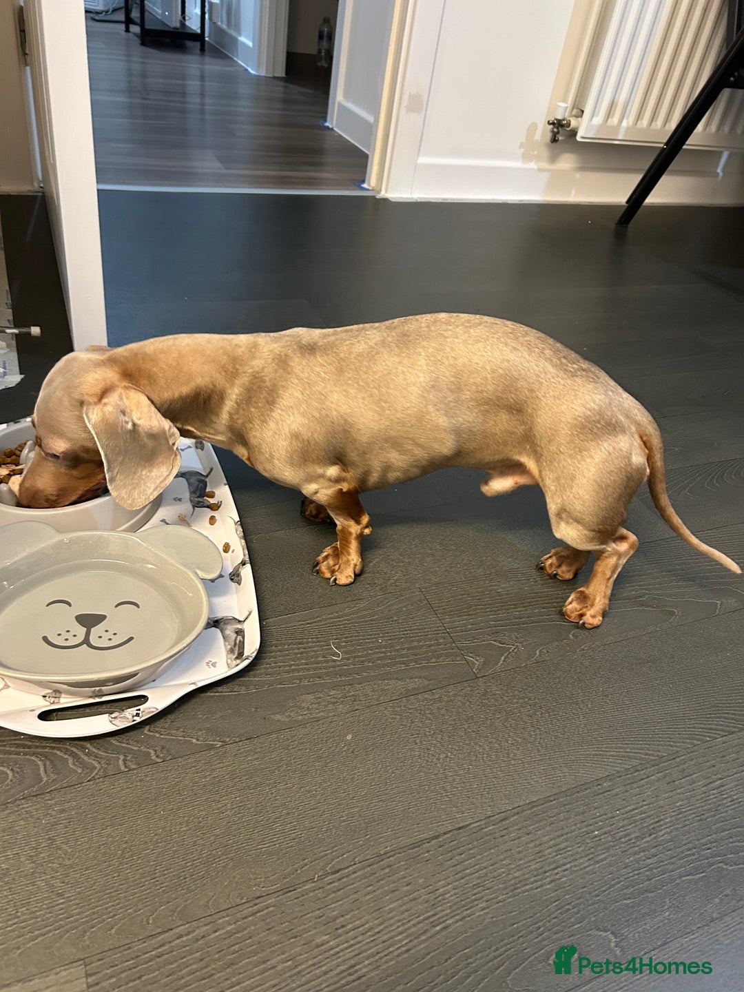 Miniature Dachshund dogs for stud: Isabella Tan Mini Dachshund  - Image 6