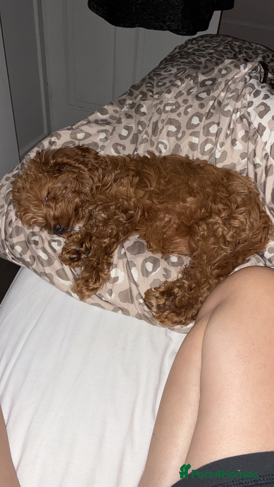 Cockapoo dogs Pippa the cockapoo - Advert 17
