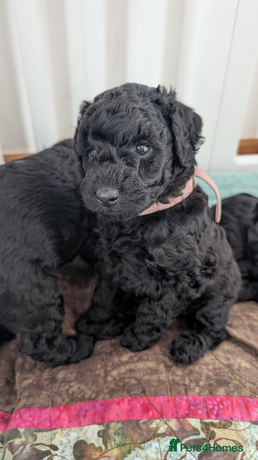 Cockapoo dogs for sale: Adorable Puppies Looking for Their Forever Homes! - Image 5