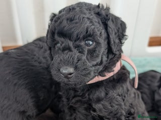 Cockapoo dogs - Advert 16
