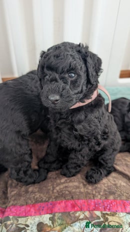 Cockapoo dogs - Advert 6