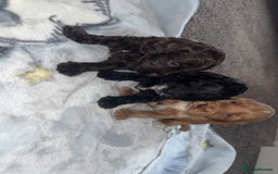 Cockapoo dogs for sale: 3 boy cockerpoos for sale  - Image 1